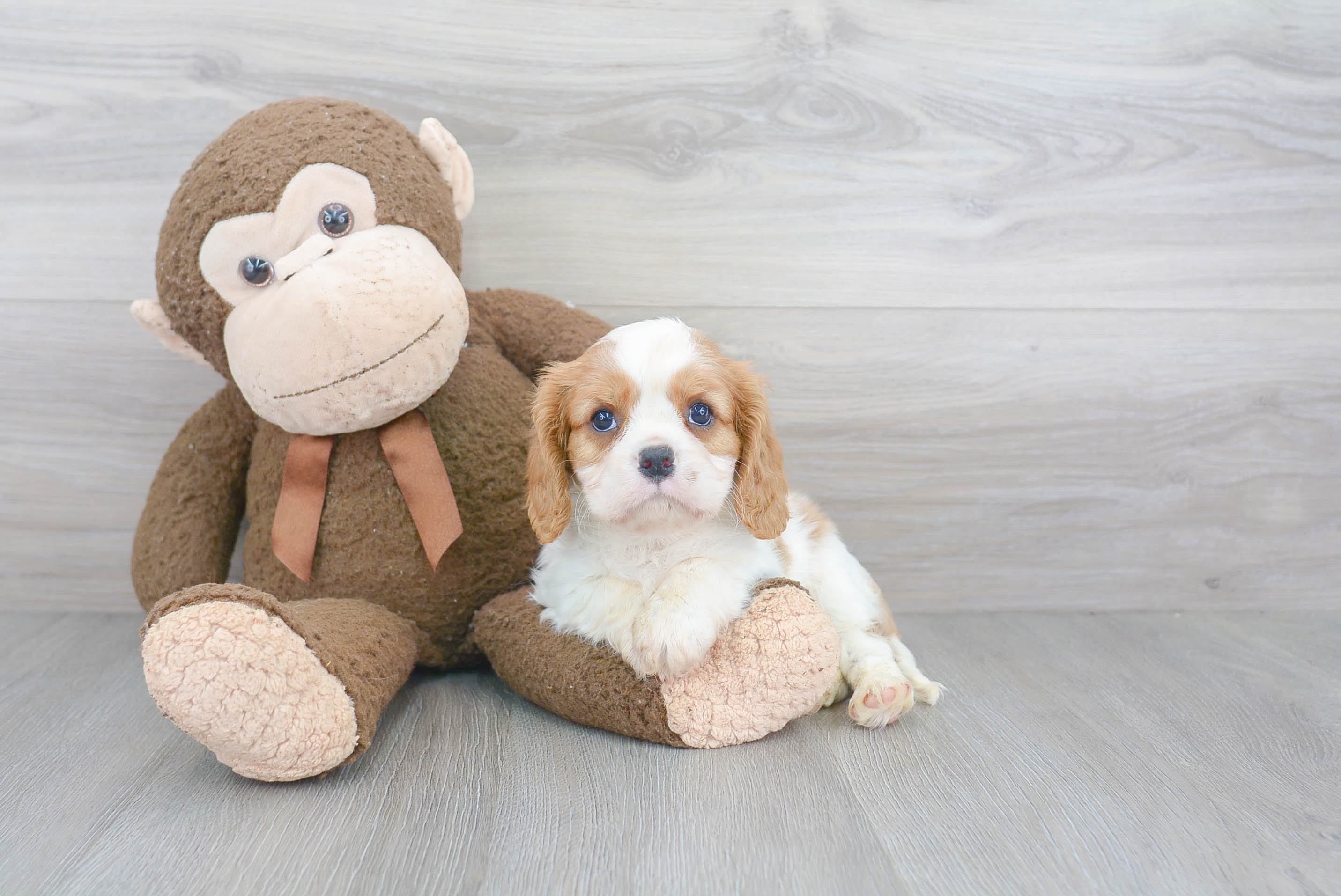 Cavalier King Charles Spaniel Pup Being Cute