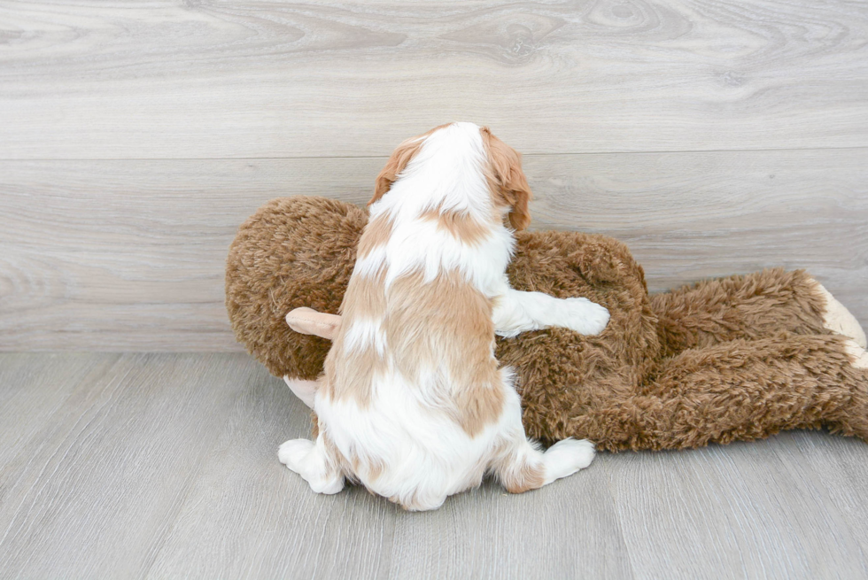Cavalier King Charles Spaniel Pup Being Cute