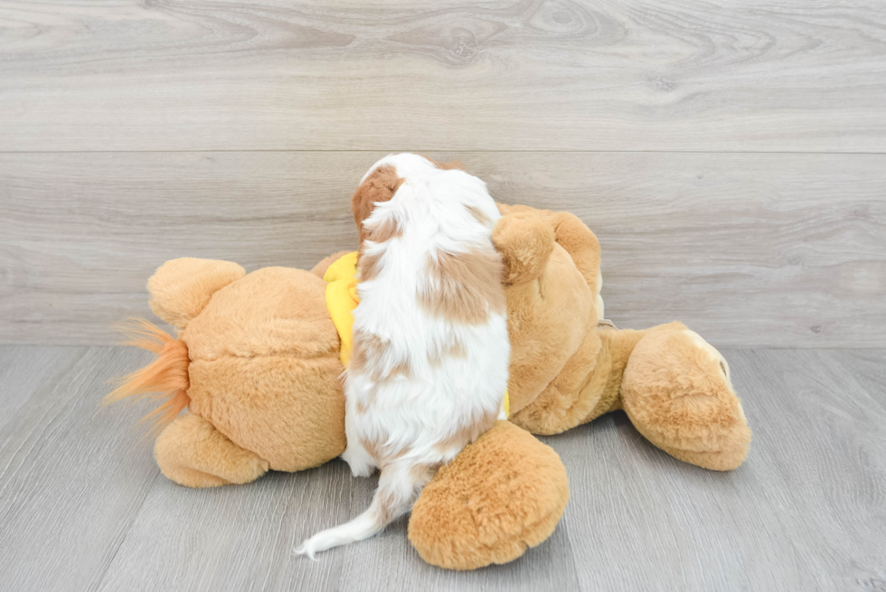 Cavalier King Charles Spaniel Puppy for Adoption
