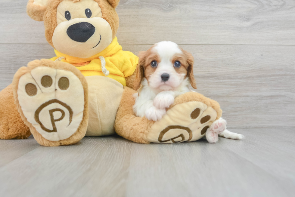 Cavalier King Charles Spaniel Pup Being Cute