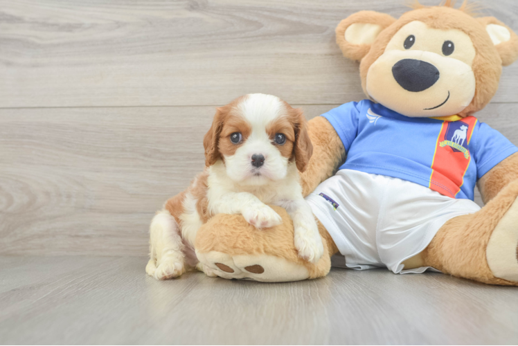 Cavalier King Charles Spaniel Puppy for Adoption