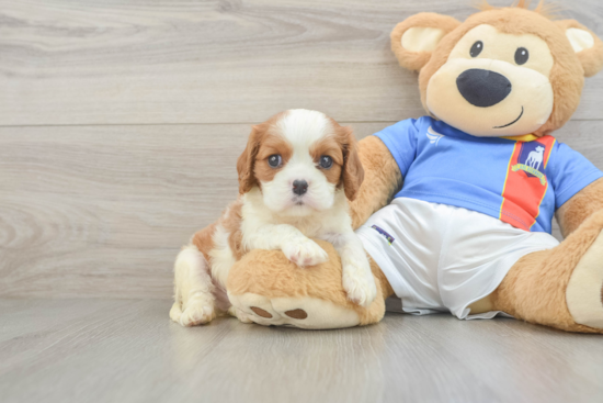 Cavalier King Charles Spaniel Puppy for Adoption