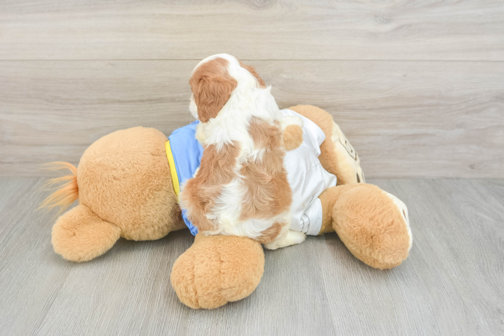 Cavalier King Charles Spaniel Pup Being Cute