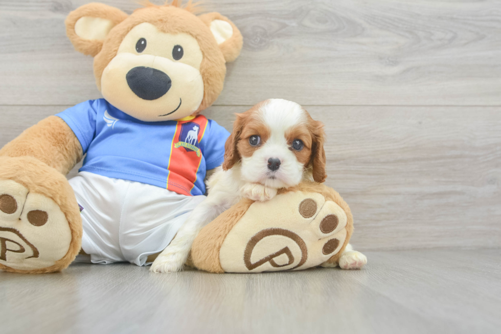 Happy Cavalier Purebred Puppy