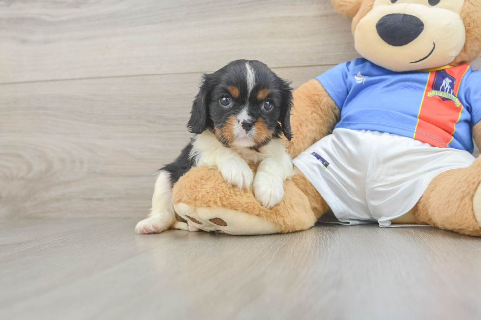 Cavalier King Charles Spaniel Puppy for Adoption