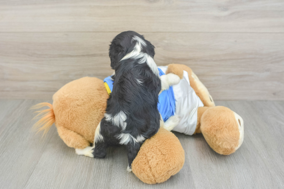 Funny Cavalier King Charles Spaniel Purebred Pup