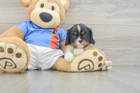 Cavalier King Charles Spaniel Puppy for Adoption