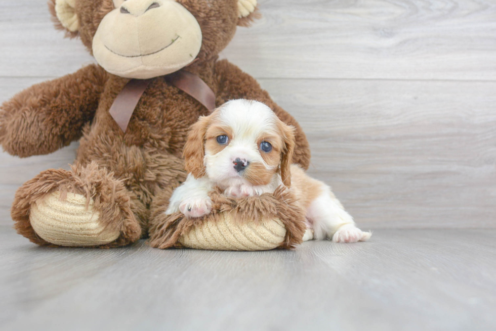 Best Cavalier King Charles Spaniel Baby