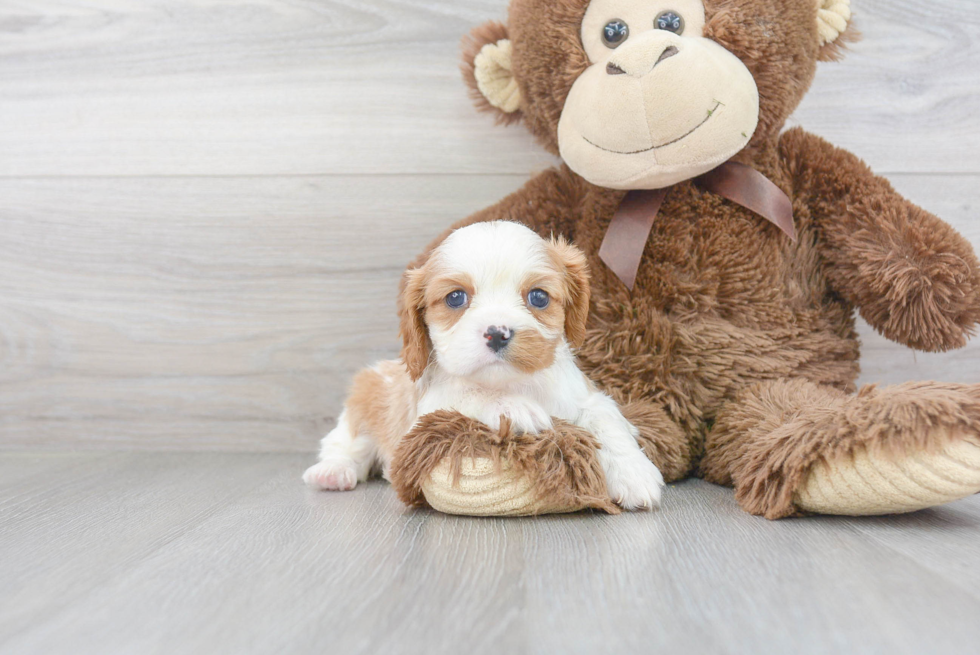 Little Cavalier King Charles Spaniel Purebred Pup