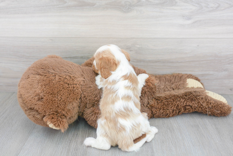 Playful Cavalier King Charles Spaniel Baby