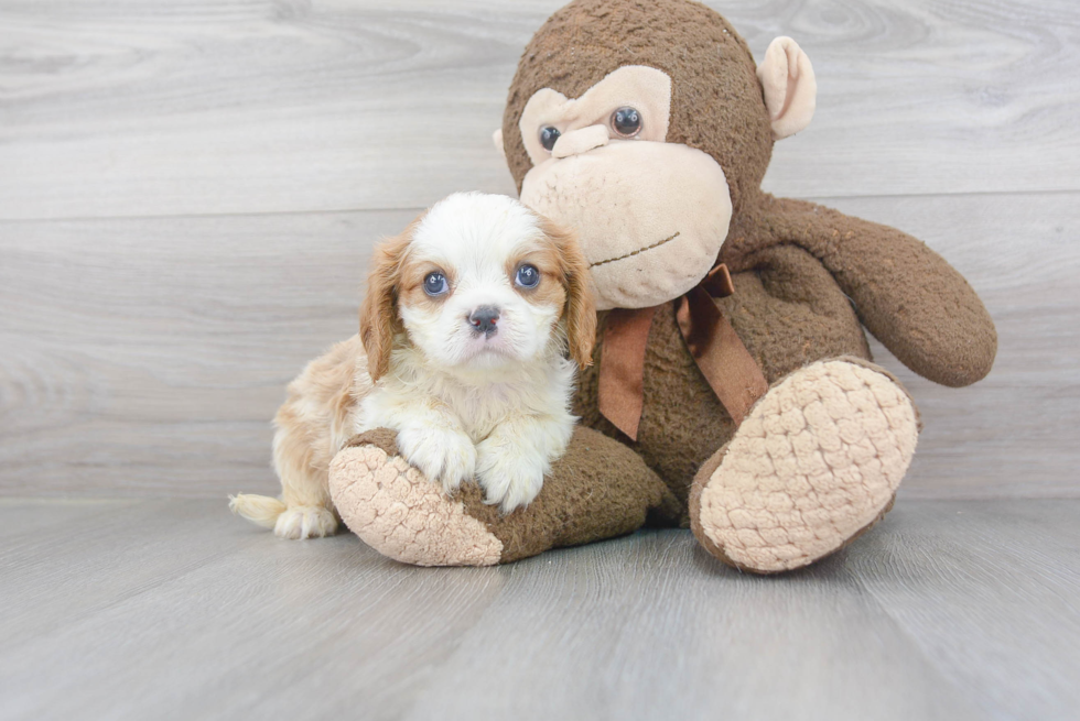 Cavalier King Charles Spaniel Puppy for Adoption