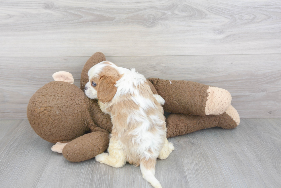 Funny Cavalier King Charles Spaniel Purebred Pup