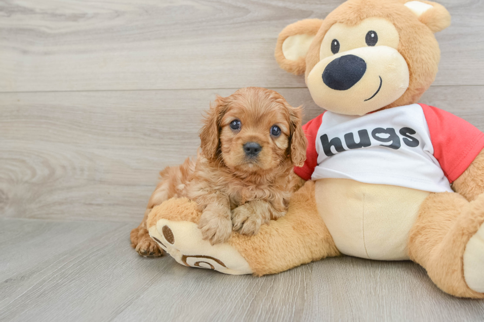 Energetic Cavalier Purebred Puppy