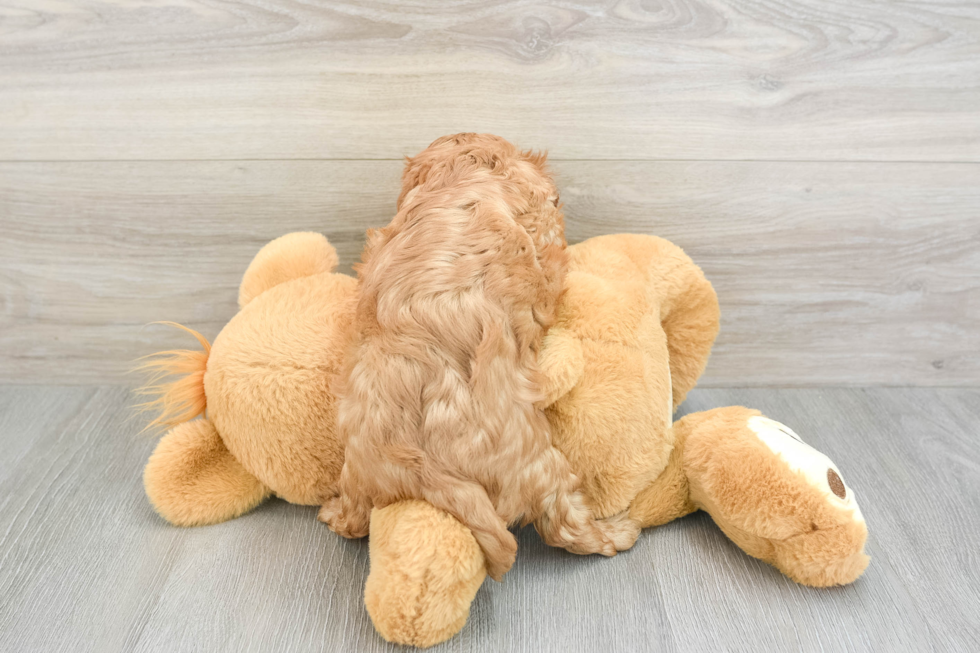 Funny Cavalier King Charles Spaniel Baby