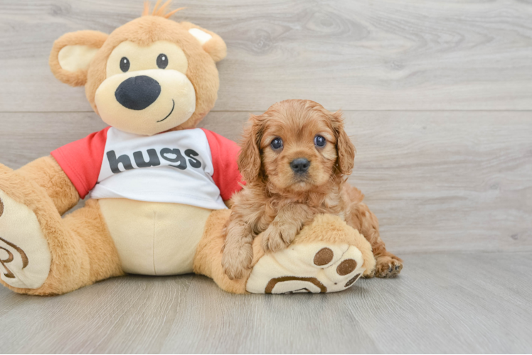 Best Cavalier King Charles Spaniel Baby