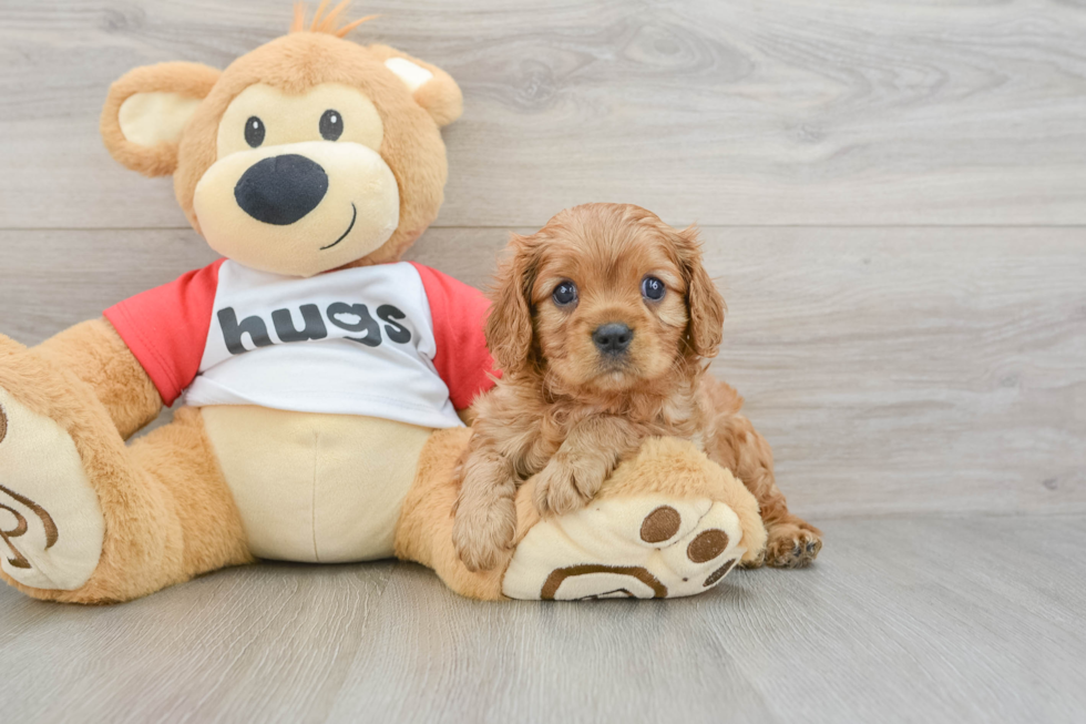 Best Cavalier King Charles Spaniel Baby