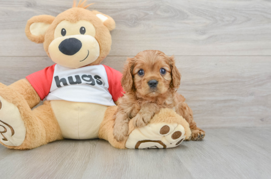 Best Cavalier King Charles Spaniel Baby