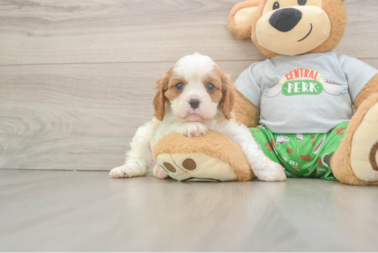 Fluffy Cavalier Purebred Puppy