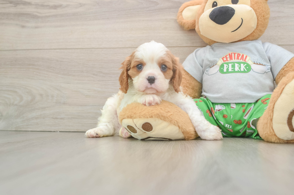 Fluffy Cavalier Purebred Puppy