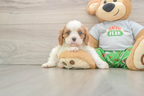 Fluffy Cavalier Purebred Puppy