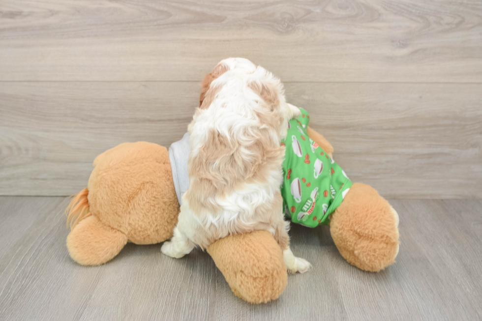 Adorable Cavalier Purebred Puppy