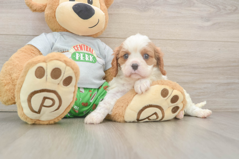 Smart Cavalier Purebred Puppy