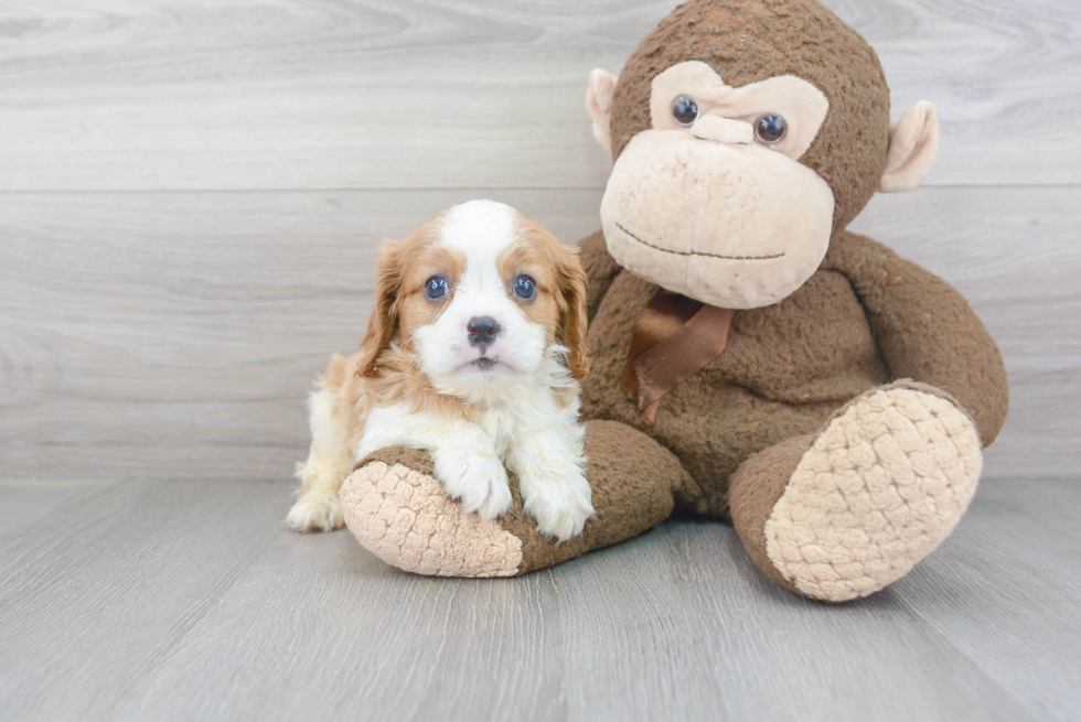 Sweet Cavalier King Charles Spaniel Purebred Puppy