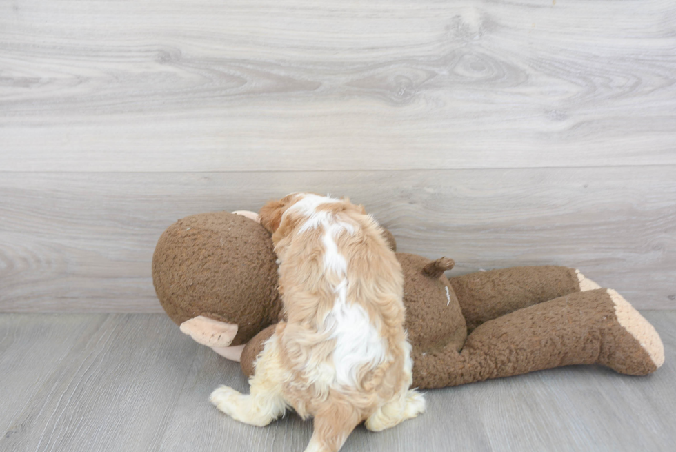 Cavalier King Charles Spaniel Puppy for Adoption