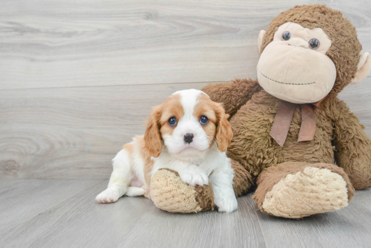 Best Cavalier King Charles Spaniel Baby