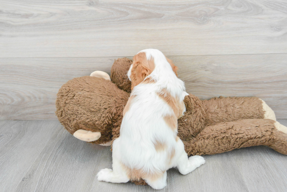 Sweet Cavalier King Charles Spaniel Purebred Puppy