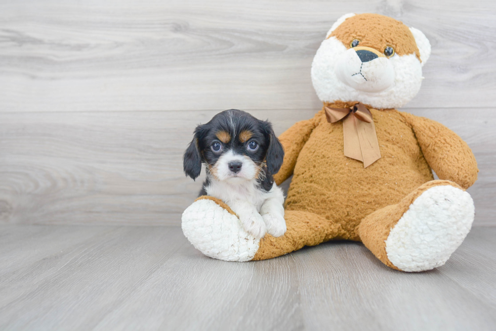 Playful Cavalier King Charles Spaniel Baby