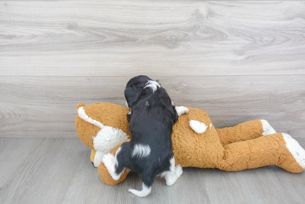 Popular Cavalier King Charles Spaniel Purebred Pup