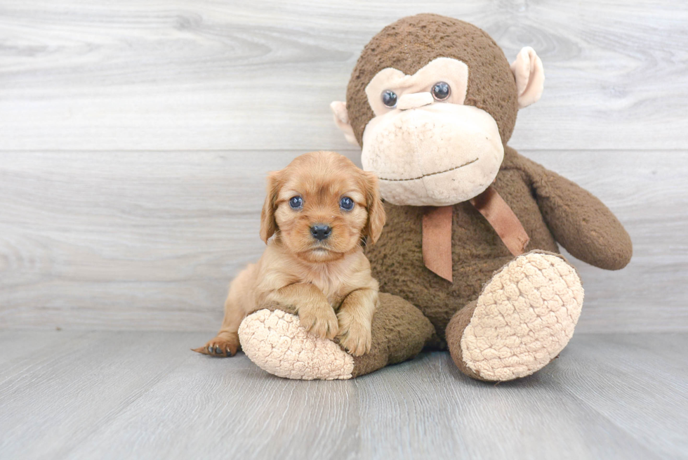 Akc Registered Cavalier King Charles Spaniel Baby