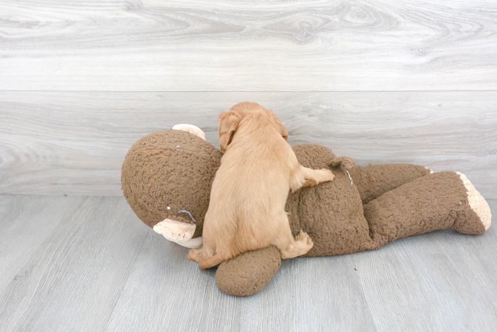 Hypoallergenic Cavalier King Charles Spaniel Purebred Pup