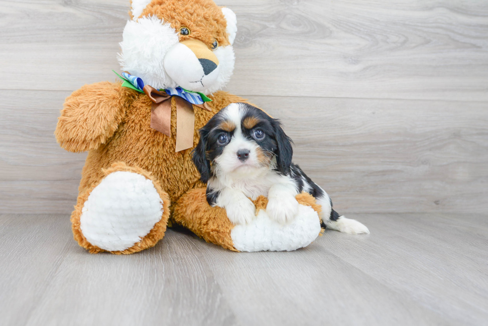 Akc Registered Cavalier King Charles Spaniel Baby