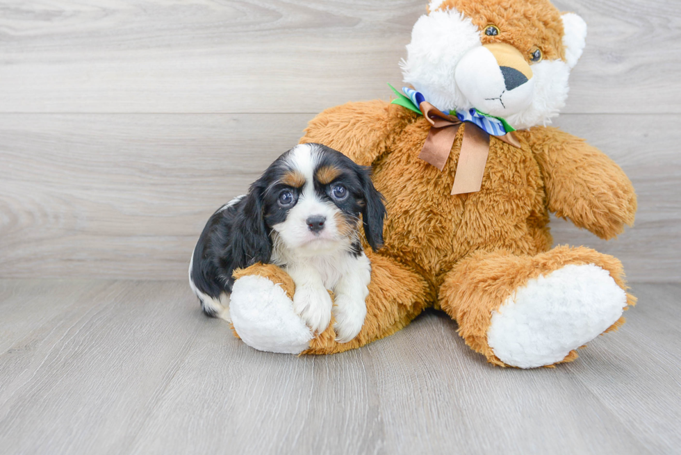 Cavalier King Charles Spaniel Puppy for Adoption