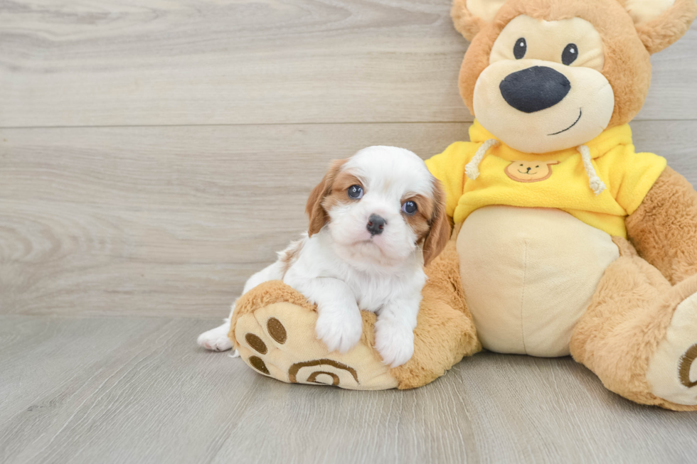 Cavalier King Charles Spaniel Puppy for Adoption