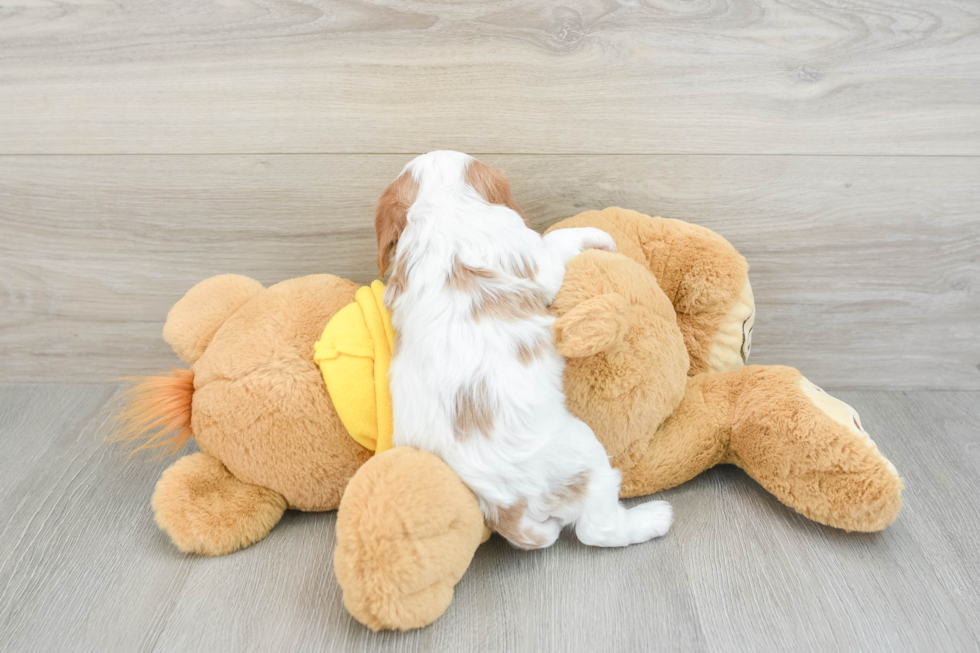 Hypoallergenic Cavalier King Charles Spaniel Purebred Pup