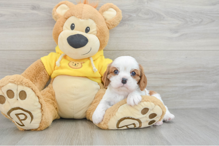 Little Cavalier King Charles Spaniel Baby