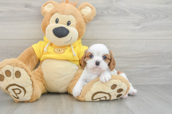 Little Cavalier King Charles Spaniel Baby