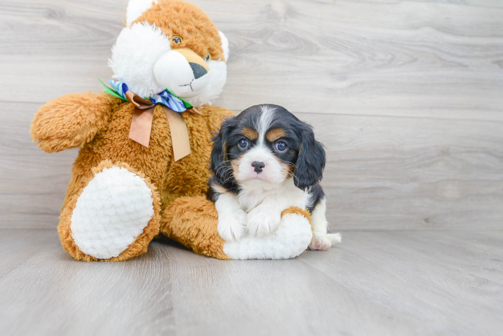 Cavalier King Charles Spaniel Pup Being Cute