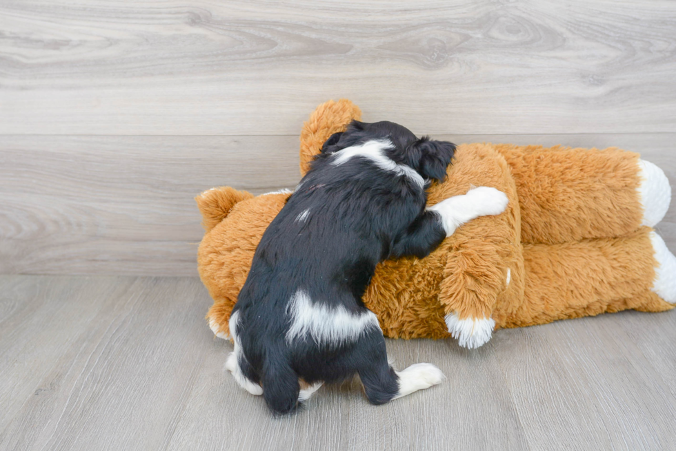 Cavalier King Charles Spaniel Pup Being Cute