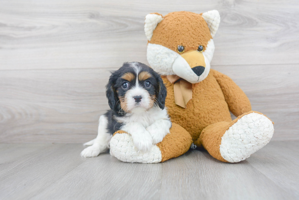 Cavalier King Charles Spaniel Puppy for Adoption