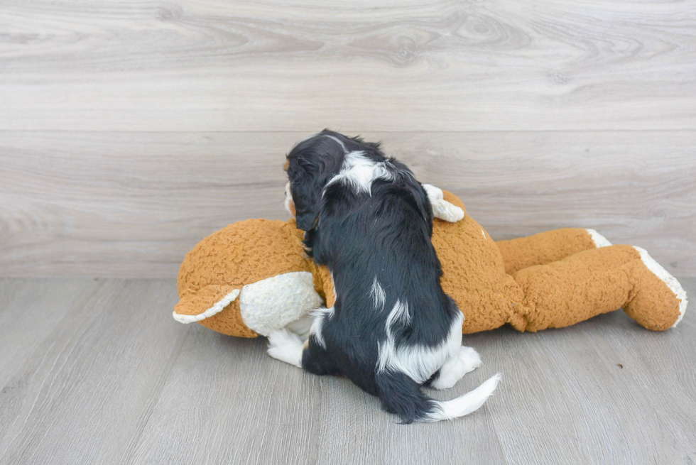 Small Cavalier King Charles Spaniel Baby