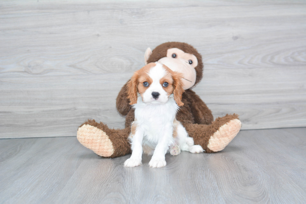 Cavalier King Charles Spaniel Pup Being Cute