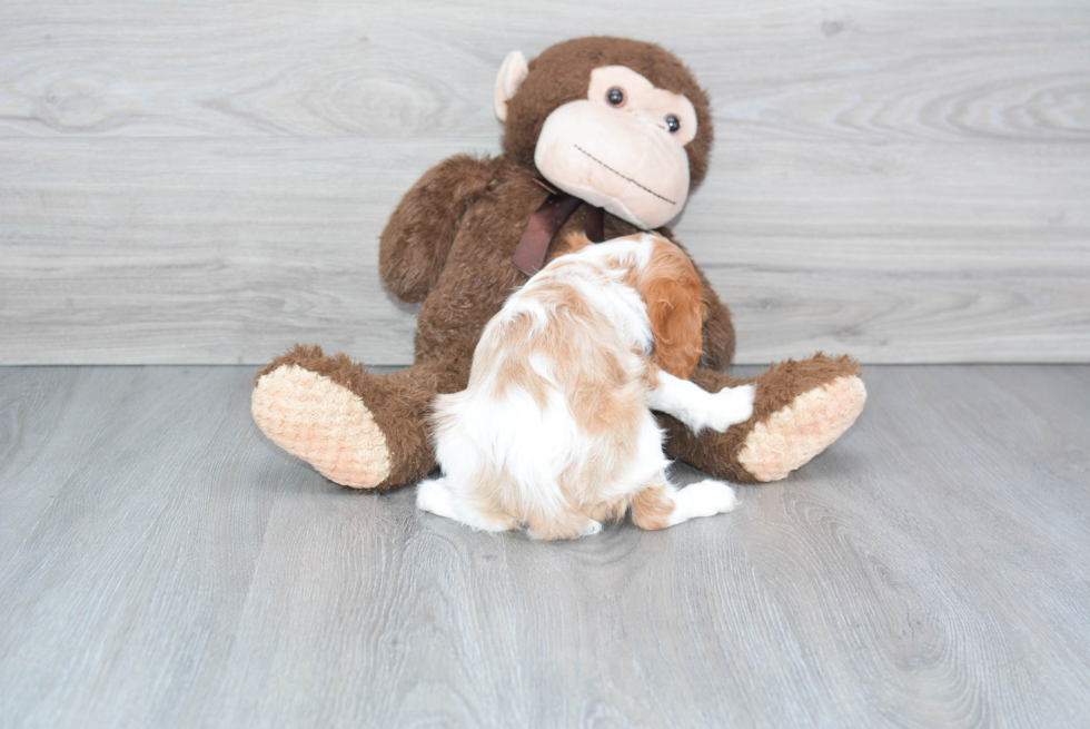 Akc Registered Cavalier King Charles Spaniel Purebred Pup