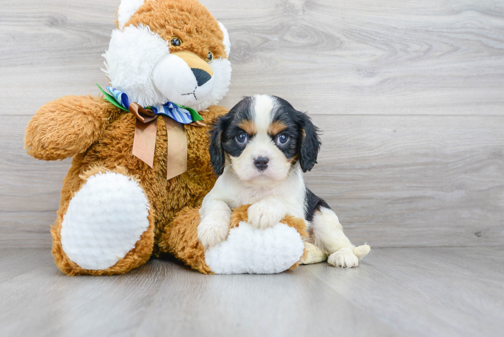 Hypoallergenic Cavalier King Charles Spaniel Purebred Pup