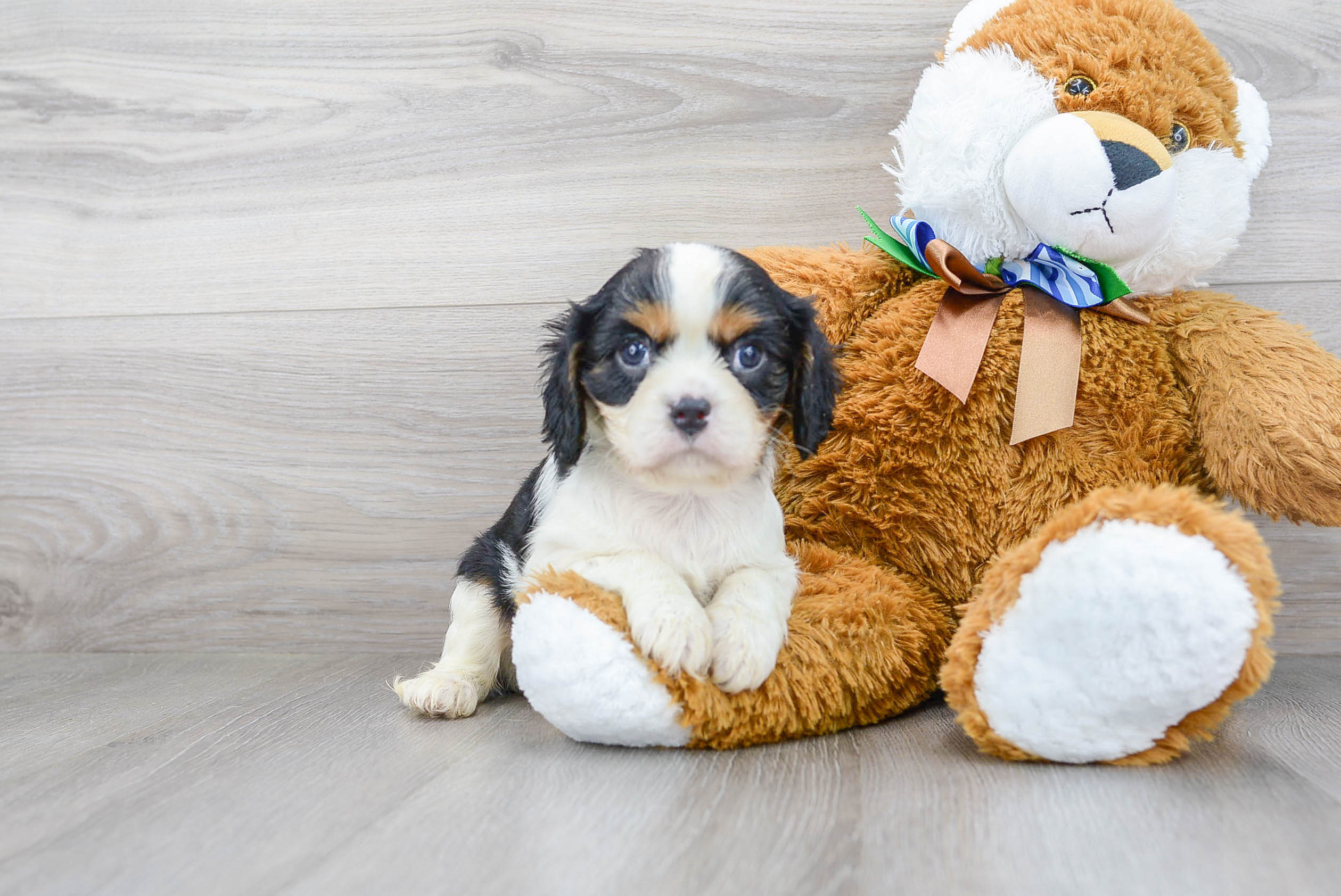 Little Cavalier King Charles Spaniel Baby