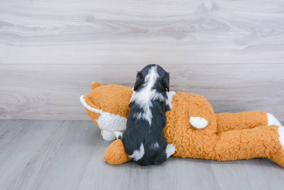 Akc Registered Cavalier King Charles Spaniel Baby