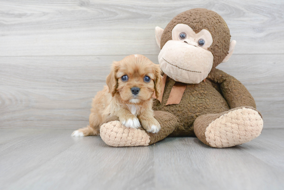 Sweet Cavalier King Charles Spaniel Purebred Puppy